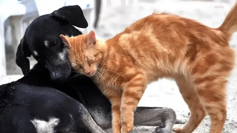 AB kedi ve köpeklerin refahına ilişkin ortak kurallar getiriyor