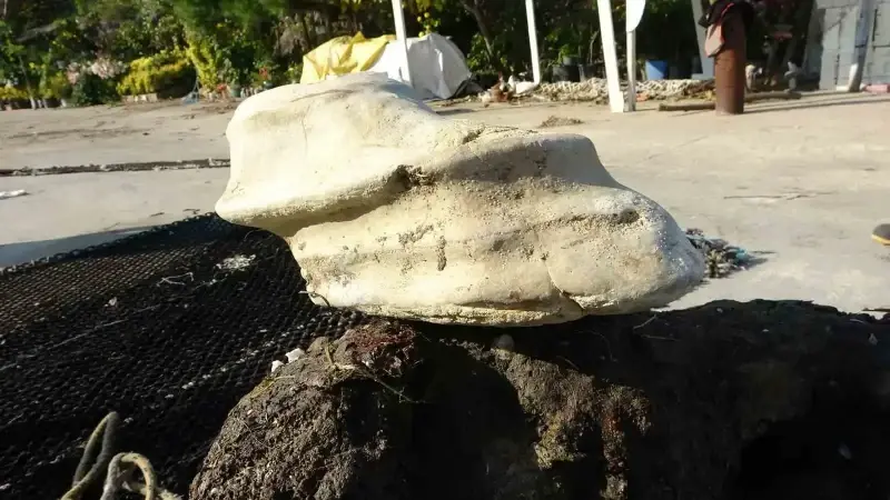 Giresun’un Bulancak ilçesinde denizde bulunan cisim balıkçıları şaşırttı