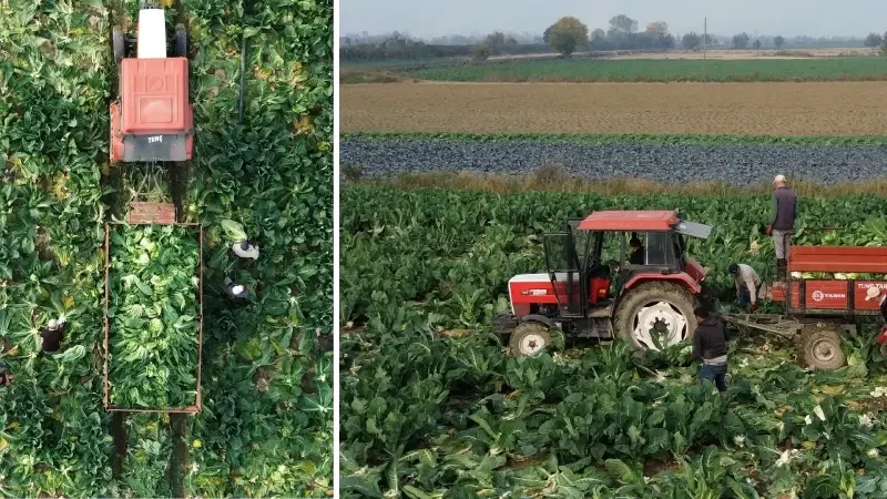 Bafra Ovası'nda karnabahar hasadı başladı