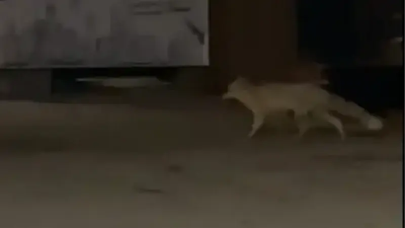 Görüntülerde tilkinin cadde üzerinde dolaştığı görüldü.