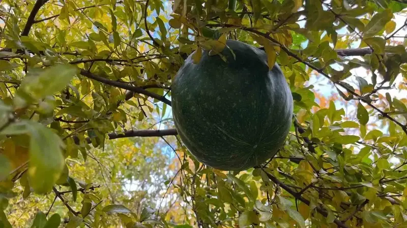 Böyle bir şey ne görüldü ne duyuldu: Nar ağacının tepesinde kabak meyve verdi