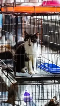 Indonesian capital bans consumption of dog, cat meat