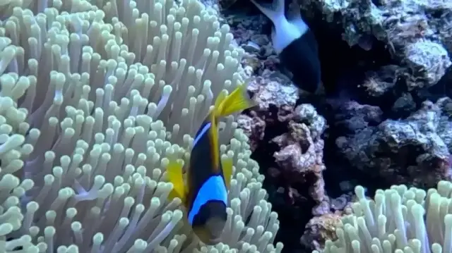 Kızıldeniz’in renkli sakinleri: Palyaço balıkları anemonların arasında görüntülendi