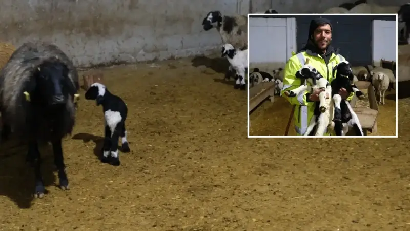 Erzincan'da yılın ilk kuzuları doğdu: Üreticilerin umudu tazelendi