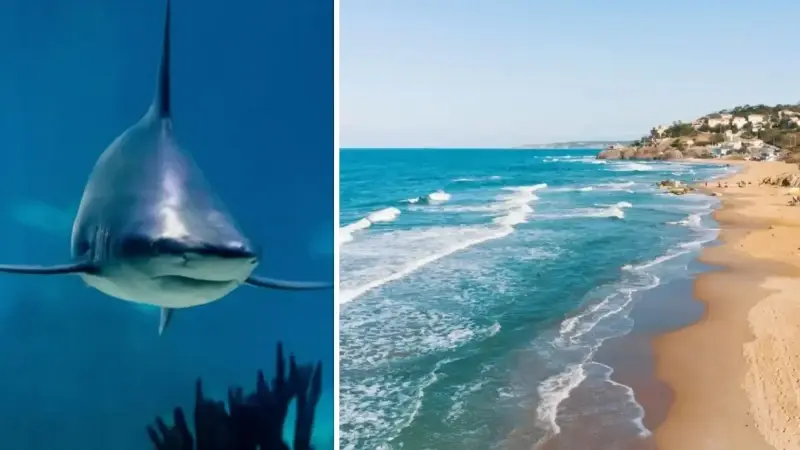 Avustralya’da köpek balığı saldırısı: Bir kişi öldü bir kişi yaralandı