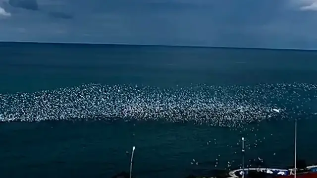 Martıların deniz üzerindeki büyüleyici dansı izleyenleri mest etti