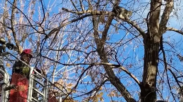 Ağaçta sıkışan kedi itfaiye tarafından kurtarıldı