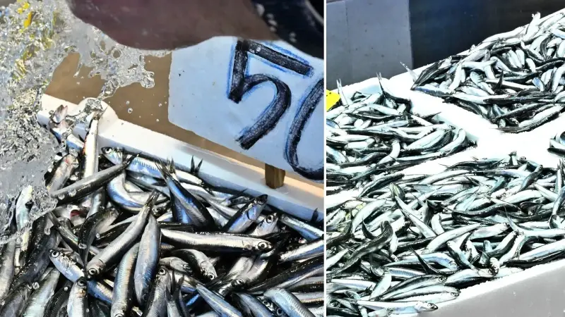 Trabzon'da hamsinin kilogramı 50 liradan satılıyor