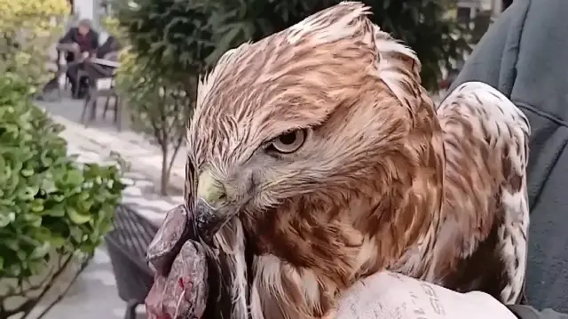 Amasya'da yaralı bulunan kızıl şahin koruma altına alındı