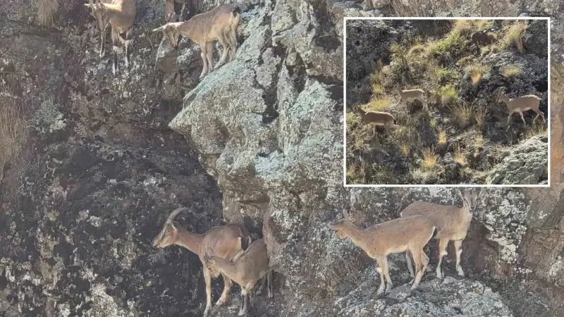 Bayburt’un dağlarını mesken tuttular: Sürü halinde görüntülendi 