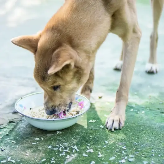 Kontrolsüz besleme çevre ve halk sağlığını bozuyor
