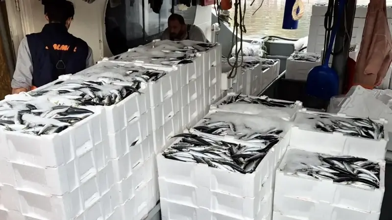 Tekirdağlı balıkçılar, limana yakaladıkları 600 kasa balıkla döndü.