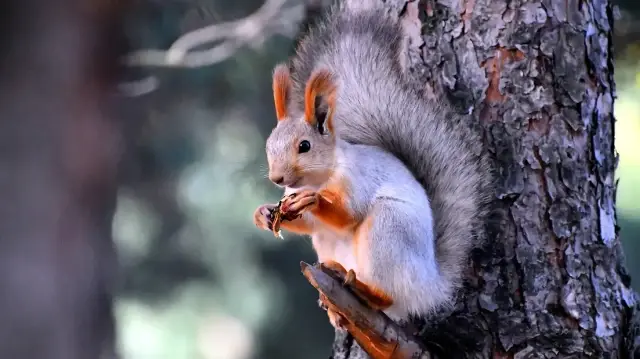 Türkiye’nin çatısı Kars Sarıkamış’ta tabiat kış uykusuna yatmadan önce en güzel yüzünü gösteriyor