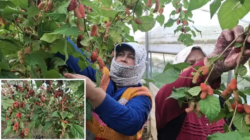 Tamamen doğal yöntemlerle yetişiyor: Çiftçiler talebe yetişmekte zorlanıyor