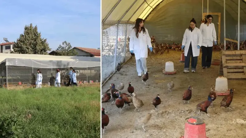 Üniversiteli öğrenciler yetiştirmeye başladı: Verim 5 kat arttı, sayıları 60'tan 700'e ulaştı