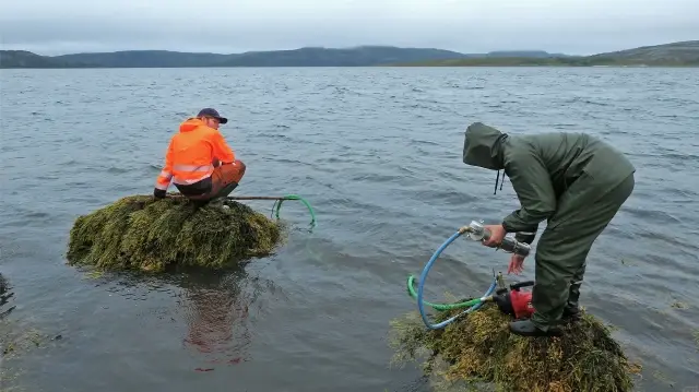Plus de la moitié des espèces d’eau douce en Finlande sont en déclin, selon des chercheurs du Finnish Environment Institute.