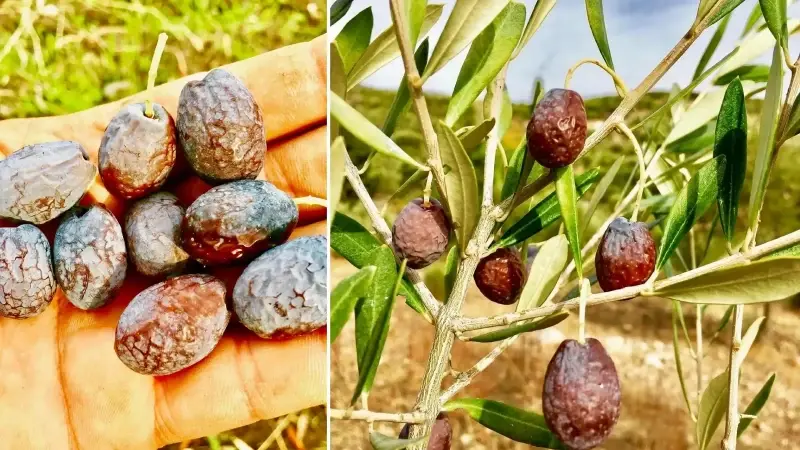 Zeytinin en doğal hali: Karaburun Furma zeytini hasadı başladı