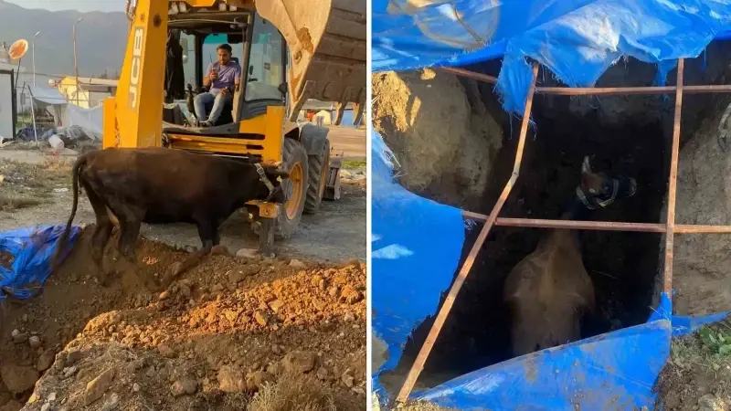 Hatay'da çukura düşen büyükbaş hayvanı itfaiye kurtardı