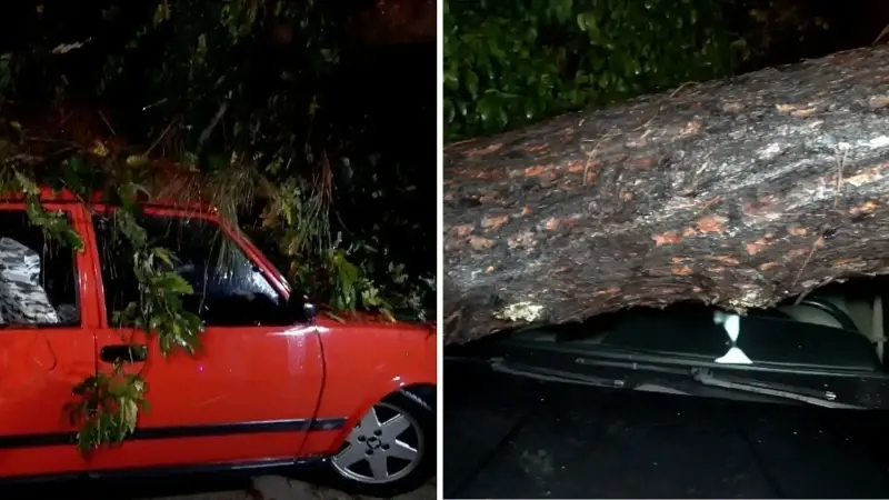 Antalya’da yağmur ve şiddetli rüzgar 10 metrelik ağacı devirdi: İki araç ve bina zarar gördü