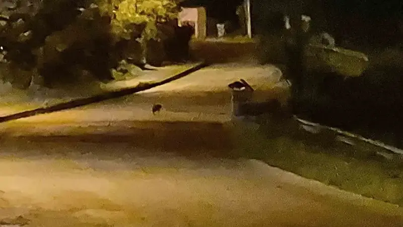 Bartın’da aç kalan çakal yavruları, şehir merkezinde görüntülendi.