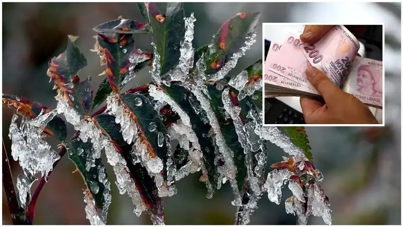 Zirai dondan etkilenen üreticilere 1,7 milyar lira yeni destek ödemesi