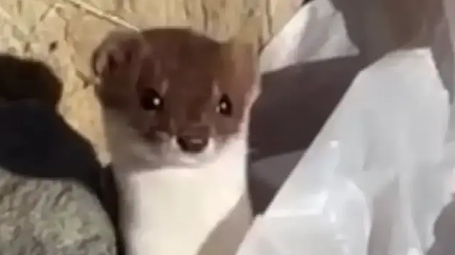 Beyaz gelincik şehir merkezinde görüntülendi