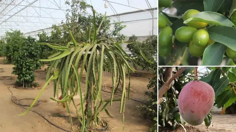 Herkes 'Karadeniz'de yetişmez' diyordu: Bu yöntemle tam 16 tropikal meyve yetiştiriyorlar! Akdeniz iklimini Karadeniz’e taşıyoruz