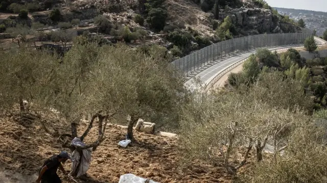 Un Palestinien laboure un petit champ dans une oliveraie près du mur de séparation à Al-Walaja, en Cisjordanie occupée, le 4 novembre 2025.