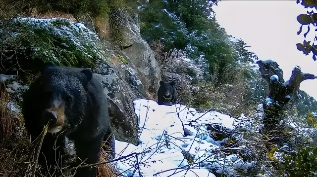 جاپان میں ریچھوں کے مقابلے کے لیے فوج تعینات، ٹوکیو کے لیے ریچھ کتنا بڑا مسئلہ ہیں اور کیوں؟