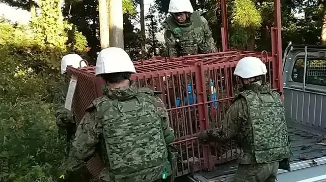 В Японии медведи убили 12 человек, солдаты начали дежурство.