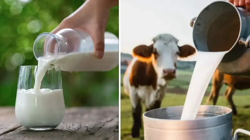 Çiğ inek sütü, protein ve yağ değerlerine göre A, B ve C olmak üzere 3 kategoride sınıflandırılıyor.