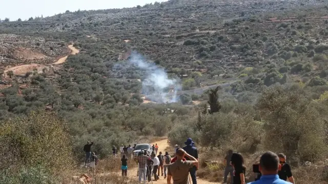 Israel's destruction of Palestinian olive trees amounts to environmental war crime