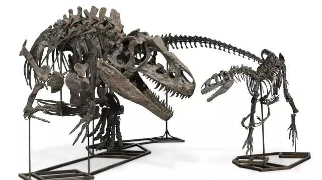 Британский суд постановил изъять у бизнесмена скелеты динозавров | Фото: Christie’s Press Centre
