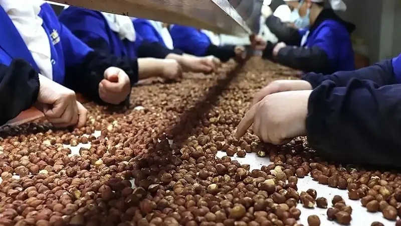 Türkiye'den yurt dışına yılın 10 ayında yaklaşık 206 bin ton fındık satıldı.