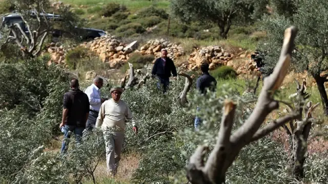 الضفة.. 340 اعتداء إسرائيليا ضد قاطفي الزيتون منذ أكتوبر