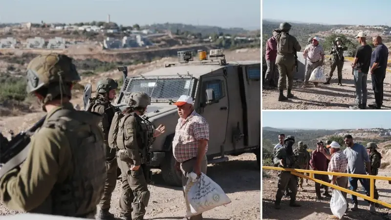 İşgalci İsrail Batı Şeria’da zeytin toplayan Filistinlilere ekim ayından beri 340 saldırı gerçekleştirdi