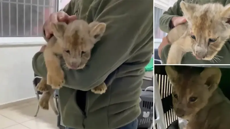 Yasa dışı yolla getirilen Afrika aslanı yavrusuna el konuldu