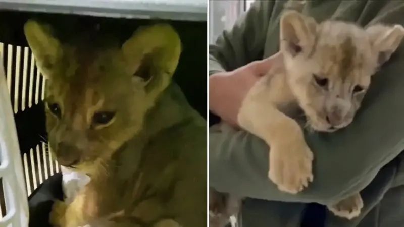 Tarım ve Orman Bakanlığı: Yasa dışı yolla getirilen yavru hayvan koruma altına alındı