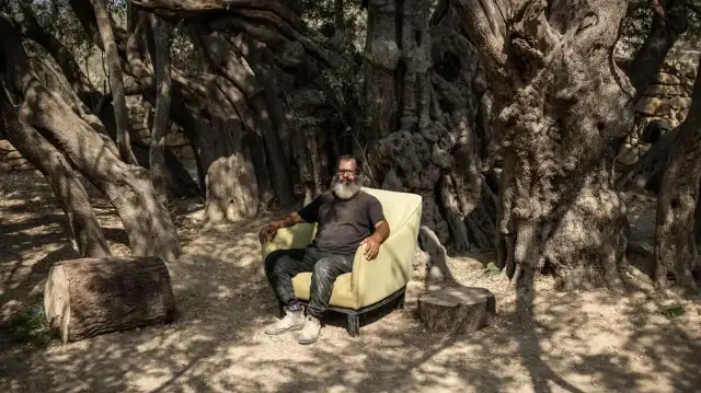 Древнейшее дерево на Западном берегу стало символом палестинской стойкости.
