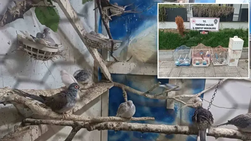 Tekirdağ’da yasa dışı hayvan üretimine ağır ceza