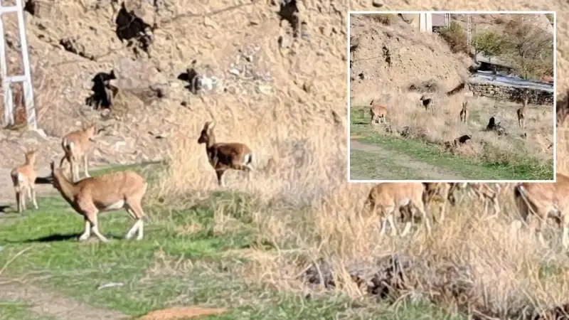 Mahalleye inen dağ keçileri evlerin arasında dolaşıyor
