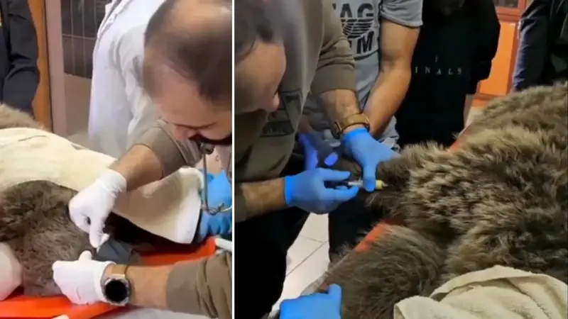 Yaralı bulunan bozayı, tedaviye alındı.