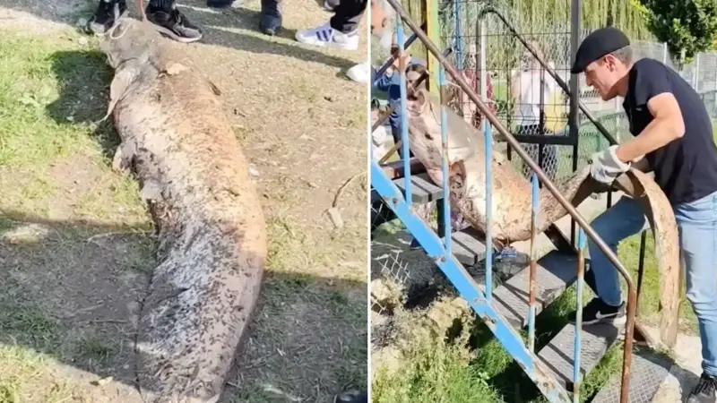 Oltaya takılan 50 kiloluk dev balık görenleri şaşırttı