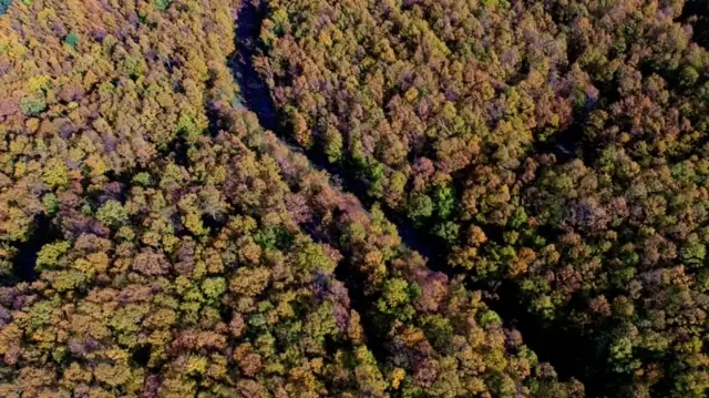 Türkiye launches "Green Homeland" campaign to plant millions of trees