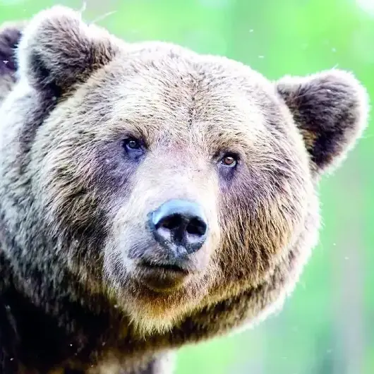 Ayılara karşı sigorta paketi