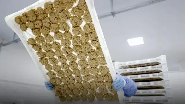 81 yıllık gizli formül ifşa oldu: Köyde başladı şimdi tüm dünyaya yayılıyor