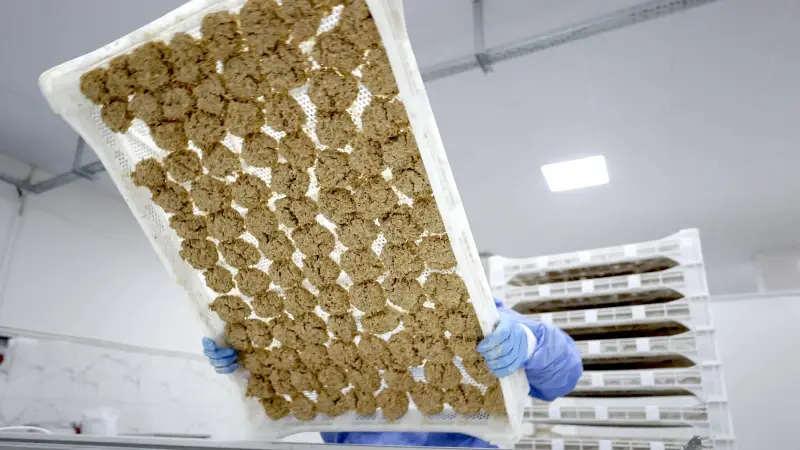 81 yıllık gizli formül ifşa oldu: Köyde başladı şimdi tüm dünyaya yayılıyor