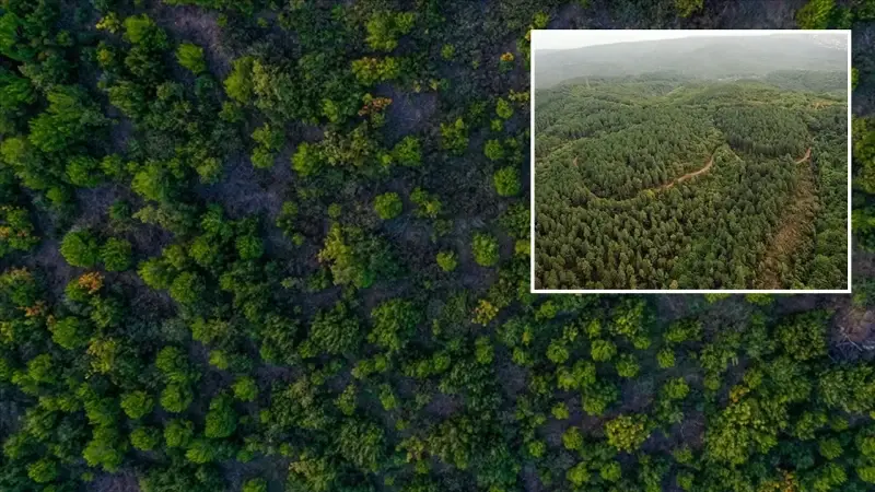 Kişi başına düşen ormanlık alan 0,50 hektara denk gelirken, tropikal bölgeler, yüzde 45 payla dünya ormanlarının çoğunluğunu oluşturuyor.