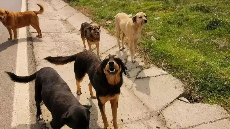 Köpek saldırılarında cezalar yetersiz