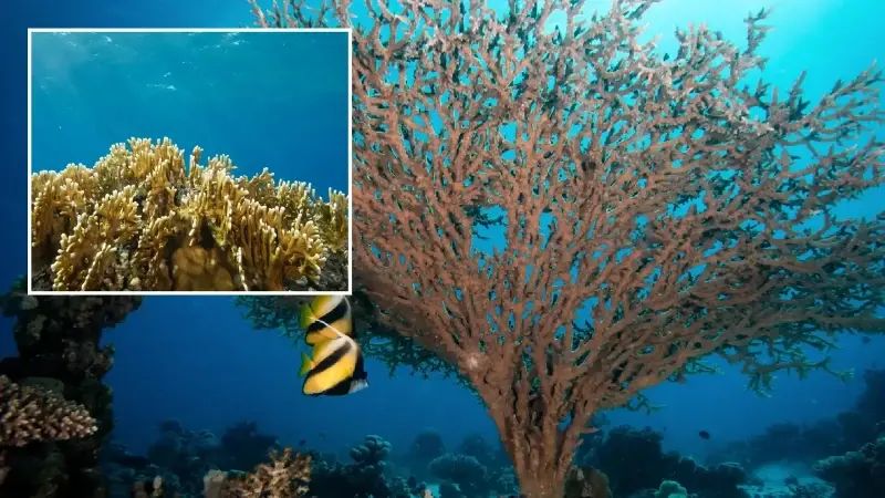 Su altında açan renkli bahçeler: Kızıldeniz Mercanları